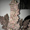 Blackberry Auto feminisierte Samen (Fast Buds)