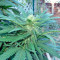 Brazil Amazonia (World of Seeds) Cannabis-Samen