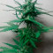 Critical Jack Herer Auto (Delicious Seeds)