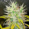 Kali Mist regular (Serious Seeds) Cannabis-Samen