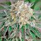 Lost Coast Skunk Auto (Humboldt Seeds Organization) Cannabis-Samen