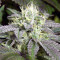 Remo Chemo (Dinafem Seeds) Cannabis-Samen