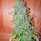 Satori regular (Mandala Seeds) Cannabis-Samen