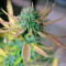 Cream Mandarine XL Auto (Sweet Seeds)