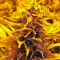 Red Dragon (Barney's Farm) Cannabis-Samen