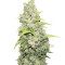 BCN Sour Diesel strain