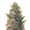 La Blanca Gold (Vision Seeds) Cannabis-Samen