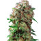 Mazar (Dutch Passion) Cannabis-Samen