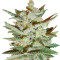 Supersonic Cristal Storm Auto (Samsara Seeds) Cannabis-Samen