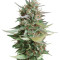Strawberry Blue (World of Seeds) Cannabis-Samen