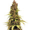 Venus Flytrap (Nirvana Seeds) Cannabis-Samen