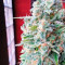 Afghan Kush X Skunk (World of Seeds) Cannabis-Samen