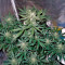 Auto Whiteberry (Paradise Seeds) Cannabis-Samen