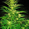 Critical Mass CBD (Dinafem Seeds) Cannabis-Samen