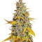 Lemon Kush (Female Seeds) Cannabis-Samen