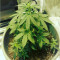 Northern Lights Auto (Vision Seeds) Cannabis-Samen