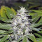 Cream Mandarine Auto (Sweet Seeds)