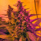 Green Poison Auto (Sweet Seeds) Cannabis-Samen