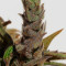 Cannatonic regular (Resin Seeds) Cannabis-Samen