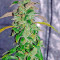 Massive Midget Auto (Heavyweight Seeds) Cannabis-Samen