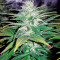 Northern Light (Nirvana Seeds) Cannabis-Samen