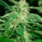 Papa's Candy (Eva Seeds) Cannabis-Samen