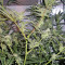 Trainwreck regular (Humboldt Seeds Organization) Cannabis-Samen