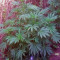 Kaia Kush (GHS) Cannabis-Samen