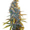 Cream Caramel (Sweet Seeds) Cannabis-Samen