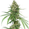 Critical + (Dinafem Seeds) Cannabis-Samen