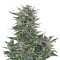 Easy Bud Auto (RQS) Cannabis-Samen