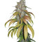 Psicodelicia (Sweet Seeds) Cannabis-Samen