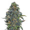 Taison Auto (VIP seeds) Cannabis-Samen