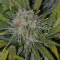 Amnesia Haze (RQS) Cannabis-Samen