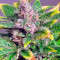 Afghan Kush Special (World of Seeds) Cannabis-Samen
