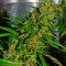 Blue Velvet (Dutch Passion) Cannabis-Samen