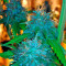 Flowerbomb Kush (Strain Hunters) Cannabis-Samen