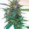Northern Light X Skunk (World of Seeds) Cannabis-Samen