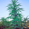 Strawberry Blue (World of Seeds) Cannabis-Samen