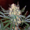Black Jack F1 Fast Version (Sweet Seeds) Cannabis-Samen