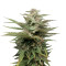 Blue Thai (Dinafem Seeds) Cannabis-Samen