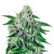 Critical Jack Herer (Delicious Seeds)