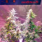 AK-48 Automatic (Nirvana Seeds) Cannabis-Samen