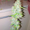 Afghan Kush X Skunk (World of Seeds) Cannabis-Samen