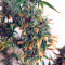 Auto Mazar (Dutch Passion) Cannabis-Samen