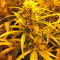 Auto Xtreme (Dutch Passion) Cannabis-Samen