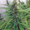 Blue Dream cannabis strain