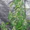 Massive Midget Auto (Heavyweight Seeds) Cannabis-Samen