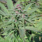 Serious 6 (Serious Seeds) Cannabis-Samen