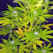 Strawberry Blue (World of Seeds) Cannabis-Samen